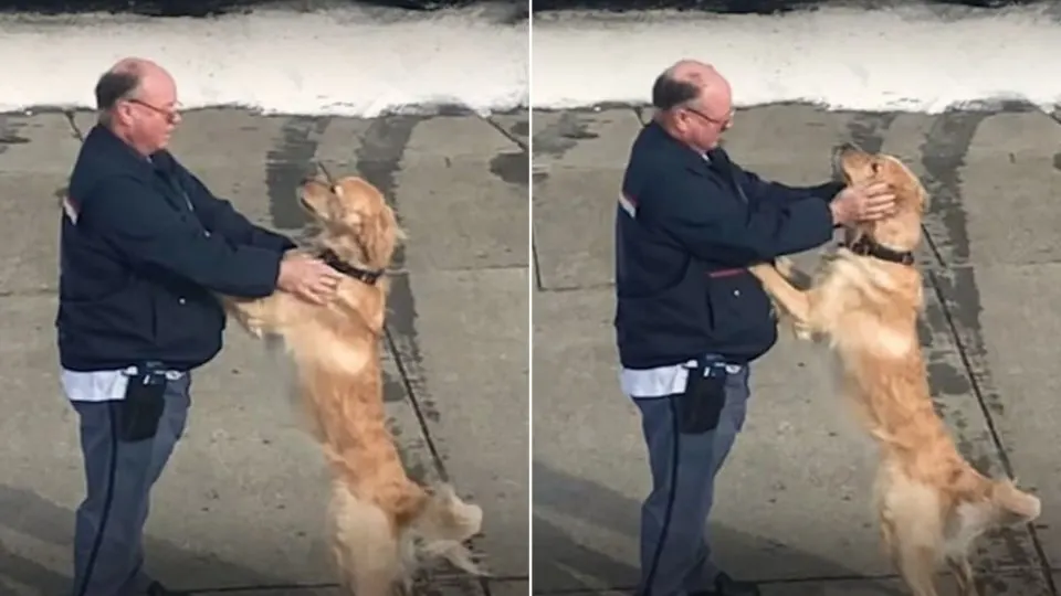 A-Golden-Retriever-And-A-Mailman-Melt-Hearts-With-Their-Adorable-Relationship
