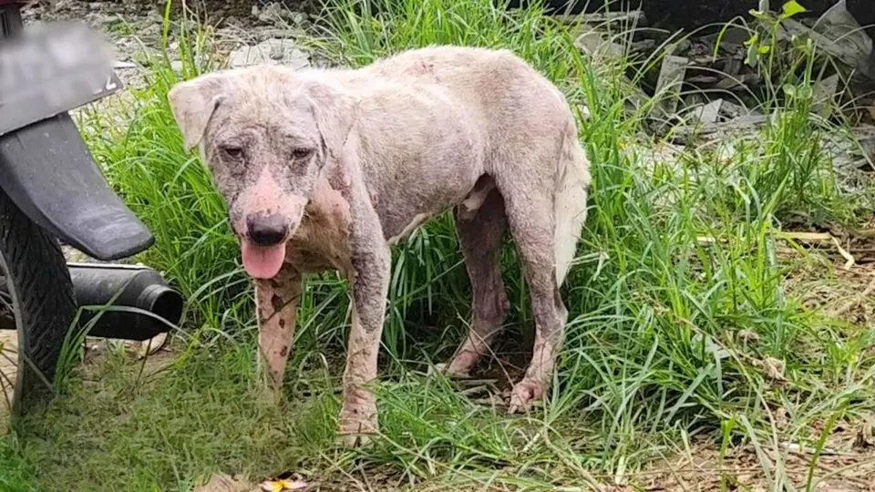 A-Hairless-Sad-Dog-Abandoned-Near-The-Gas-Station-Becomes-The-Happiest-And-Fluffiest-Teddy-Bear