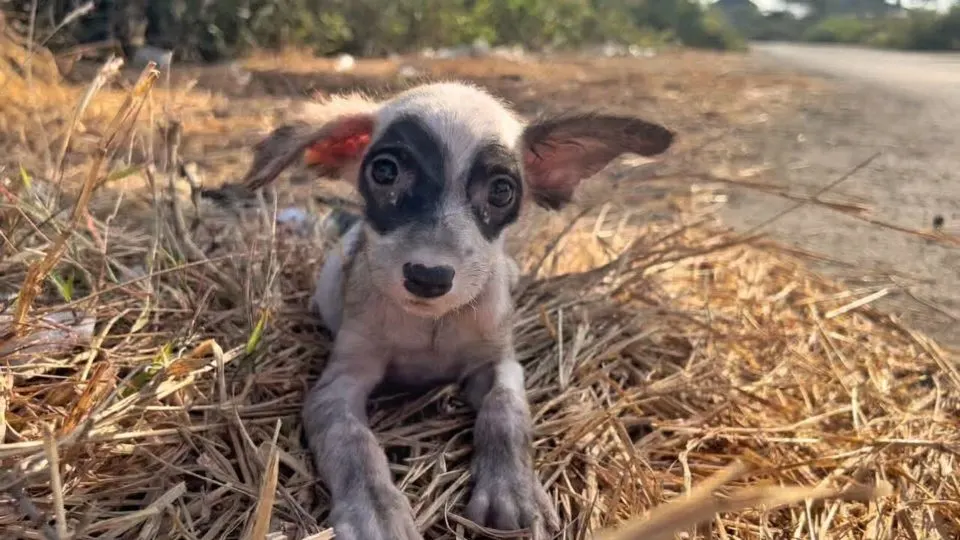 A-Kind-Man-Comes-Across-A-Sweet-Stray-Puppy-And-Gives-Her-A-Forever-Home