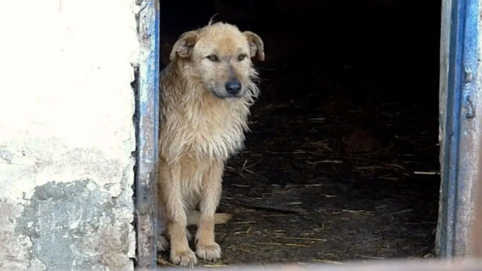 A-Sad-And-Hopeless-Dog-Who-Forgot-To-Live-Smiles-Again-After-She-Gets-Rescued