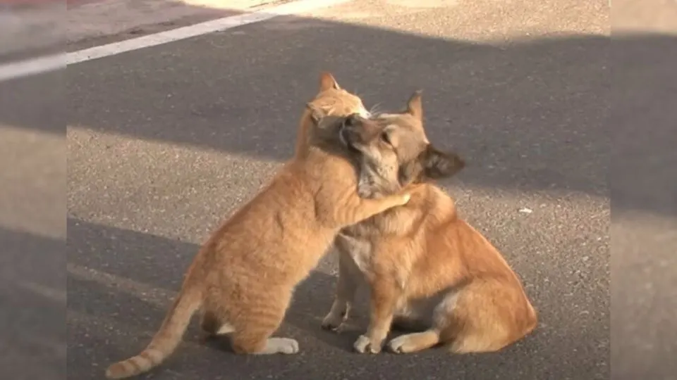 A-Stray-Cat-Consoles-An-Abandoned-Dog-While-He-Desperately-Waits-For-His-Owner