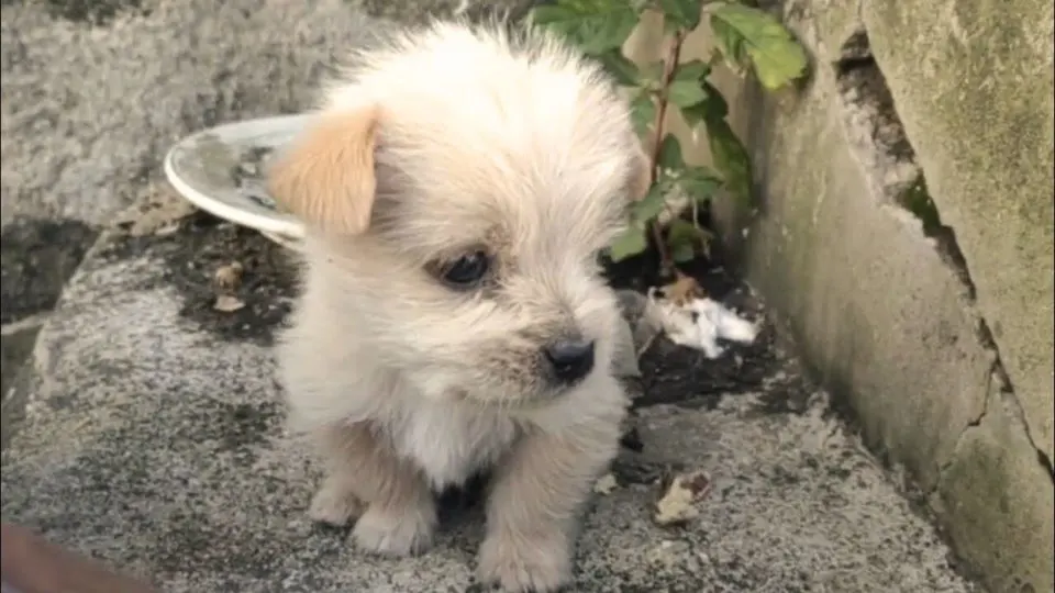 A-Sweet-Abandoned-Puppy-Who-Trembled-In-The-Cold-Meets-His-Forever-Dad-And-Kisses-His-Hands