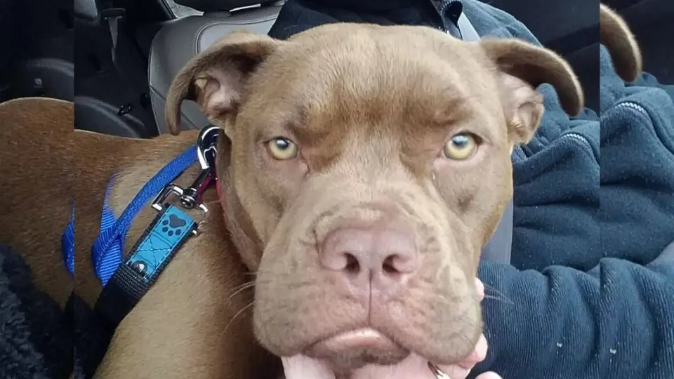 A-Volunteer-Drives-Lost-Pup-1300-Miles-Home-Only-To-Find-Out-Her-Owner-Doesnt-Want-Her