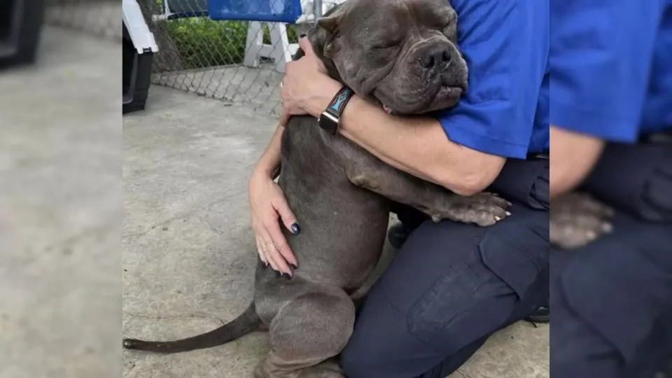 Abandoned-And-Scared-Dog-Thank-His-Rescuers-With-The-Biggest-Hugjpg