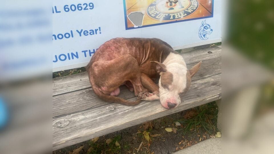 Abandoned-Pup-Was-Trembling-With-Cold-On-A-Bench-And-Hoping-That-His-Family-Would-Return-For-Him