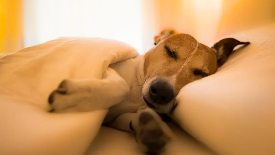 Dear-Owners-Heres-What-Happens-In-A-Dogs-Final-Moments
