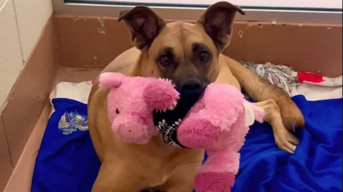 Dog Spent 3 Years In The Shelter Hoping To Find A Home But Everyone Just Ignored Her