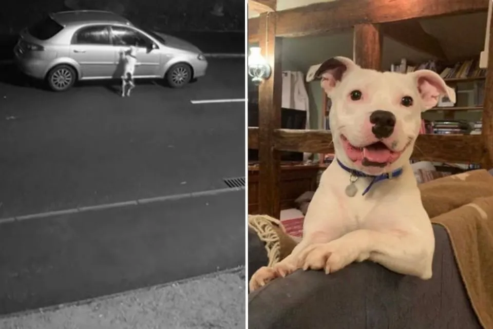 Dog-Whose-Abandonment-Was-Caught-On-Camera-Smiles-Again-In-A-New-Home