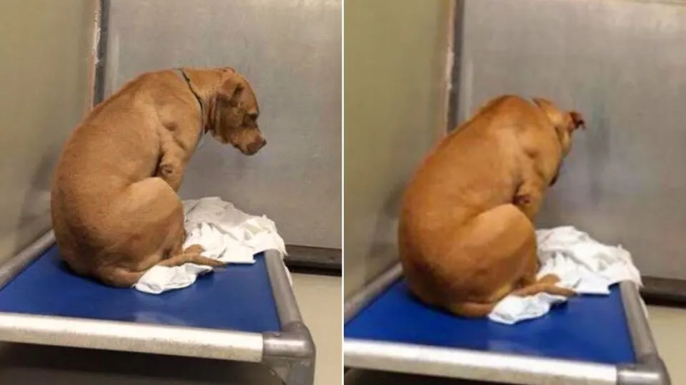 Dog-Whose-Adoption-Fell-Through-Just-Kept-Staring-At-The-Shelter-Wall