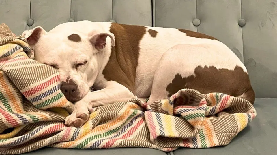 Grieving-Dog-Mom-Adopts-Shelter-Dog-Believing-Its-A-Gift-From-Her-Late-Companion