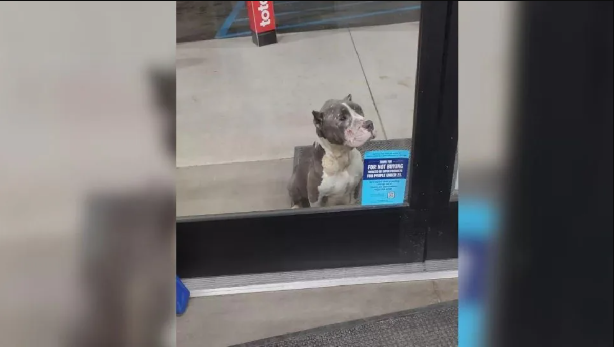 Heartbroken Dog Sits In Front Of The Store And Begs People For Help Through The Glass Door