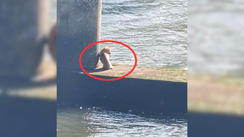 Hero-Firefighter-Jumps-Into-Water-To-Save-A-Tiny-Chihuahua-Stuck-Under-Texas-Bridge