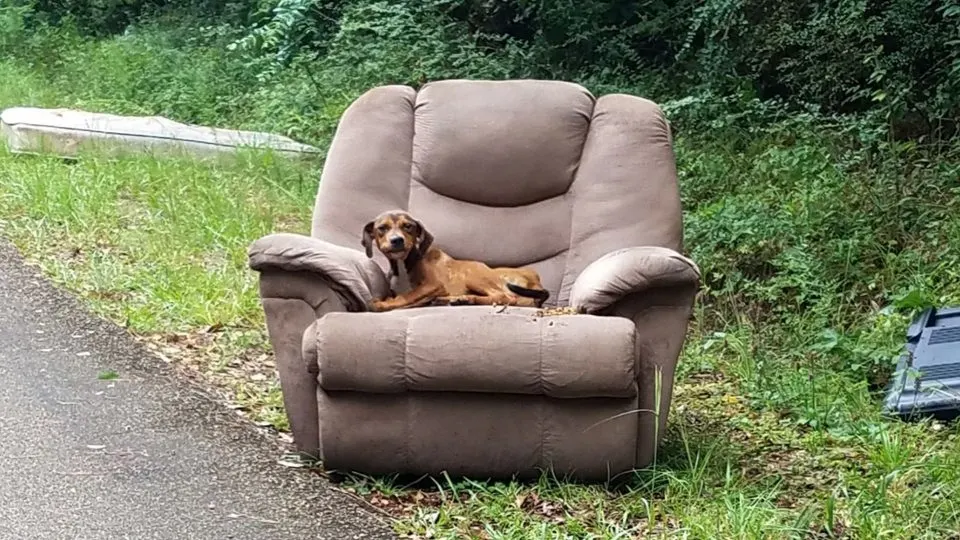 Hopeful-And-Abandoned-Puppy-Waits-For-His-Owners-In-A-Chair-On-A-Deserted-Road