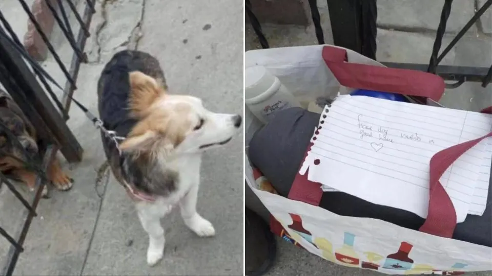 Man-Finds-A-Puppy-Tied-To-His-Fence-With-A-Bag-And-Note