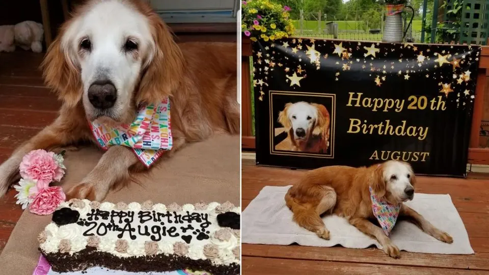Meet-20-Year-Old-Augie-Who-Was-The-Oldest-Golden-Retriever-In-History