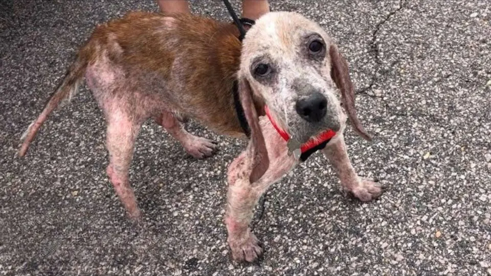 Rescue-Dog-Who-Was-In-A-Very-Rough-Shape-Started-Acting-Like-A-Puppy-Again