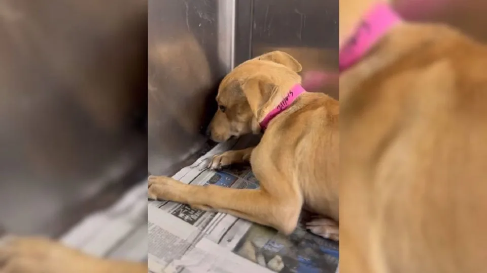 Rescue-Staff-Felt-Heartbroken-To-See-A-Frightened-Shelter-Puppy-Trembling-In-A-Kennel-Corner
