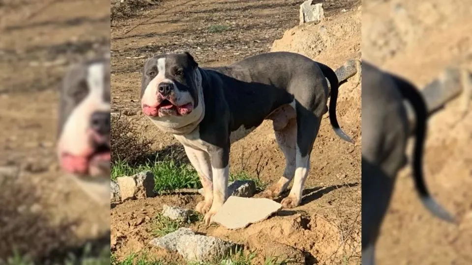 Rescuer-Saves-A-Dog-With-A-Chubby-Face-Then-Realizes-What-Is-Wrong-With-Him