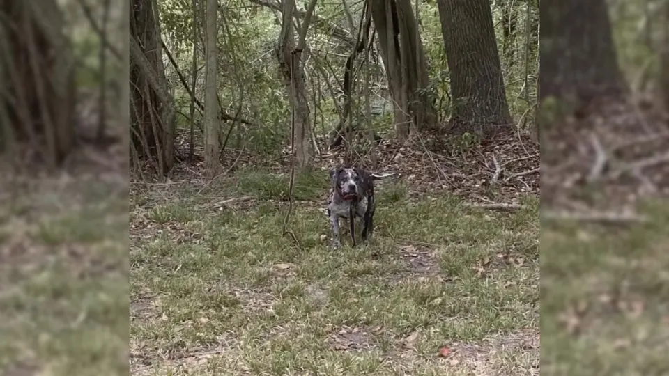 Rescuers-Are-Left-Brokenhearted-After-Finding-A-Delightful-Dog-Tied-Up-Behind-Cemetery