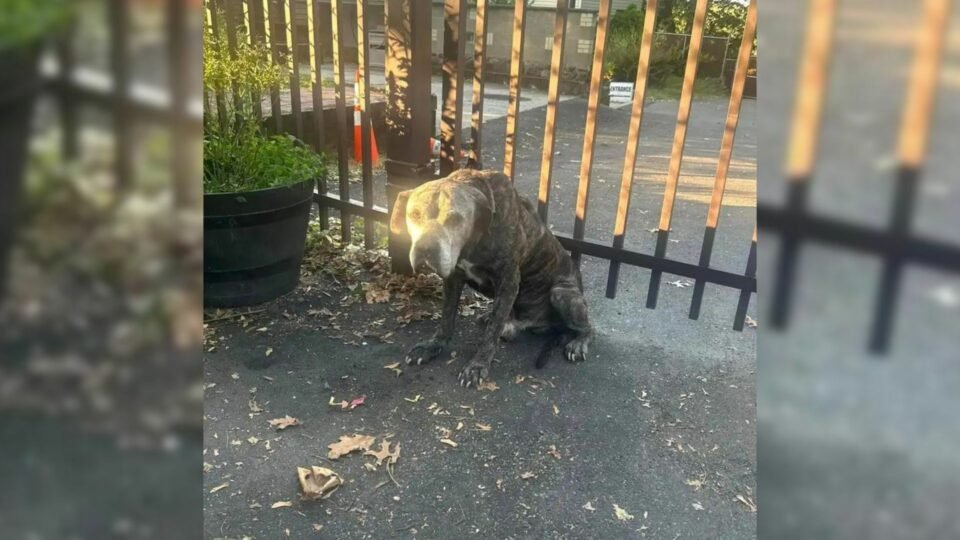 Rescuers-Hearts-Shattered-Upon-Reading-The-Note-Left-With-Two-Senior-Pups-Tethered-To-A-Fence