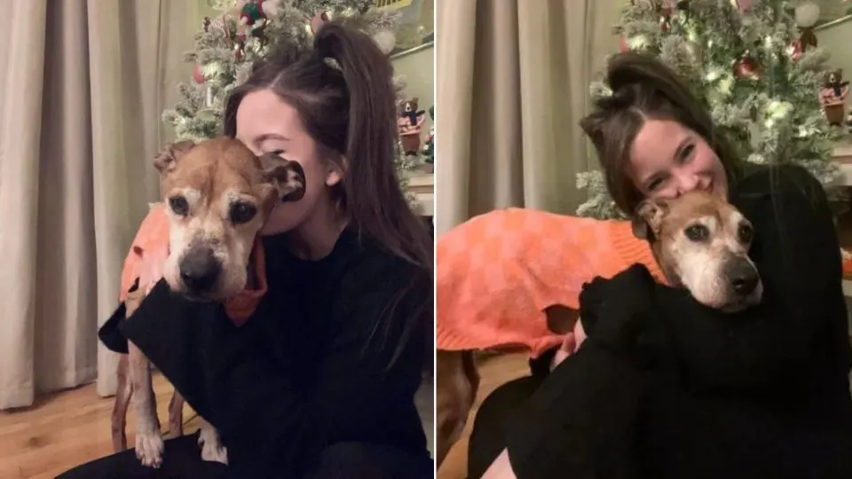 Senior-Dog-Had-To-Receive-Gifts-Earlier-This-Christmas-And-The-Reason-Is-Heartbreaking