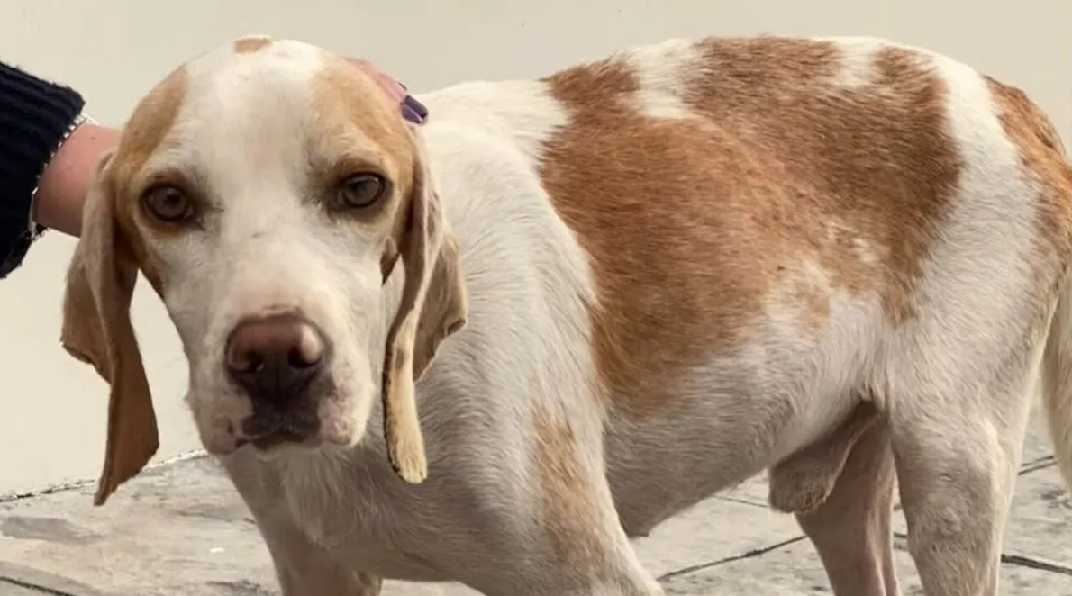 Street Dog Had Nothing In This World, Now Has A Whole Pile Of Teddy Bears