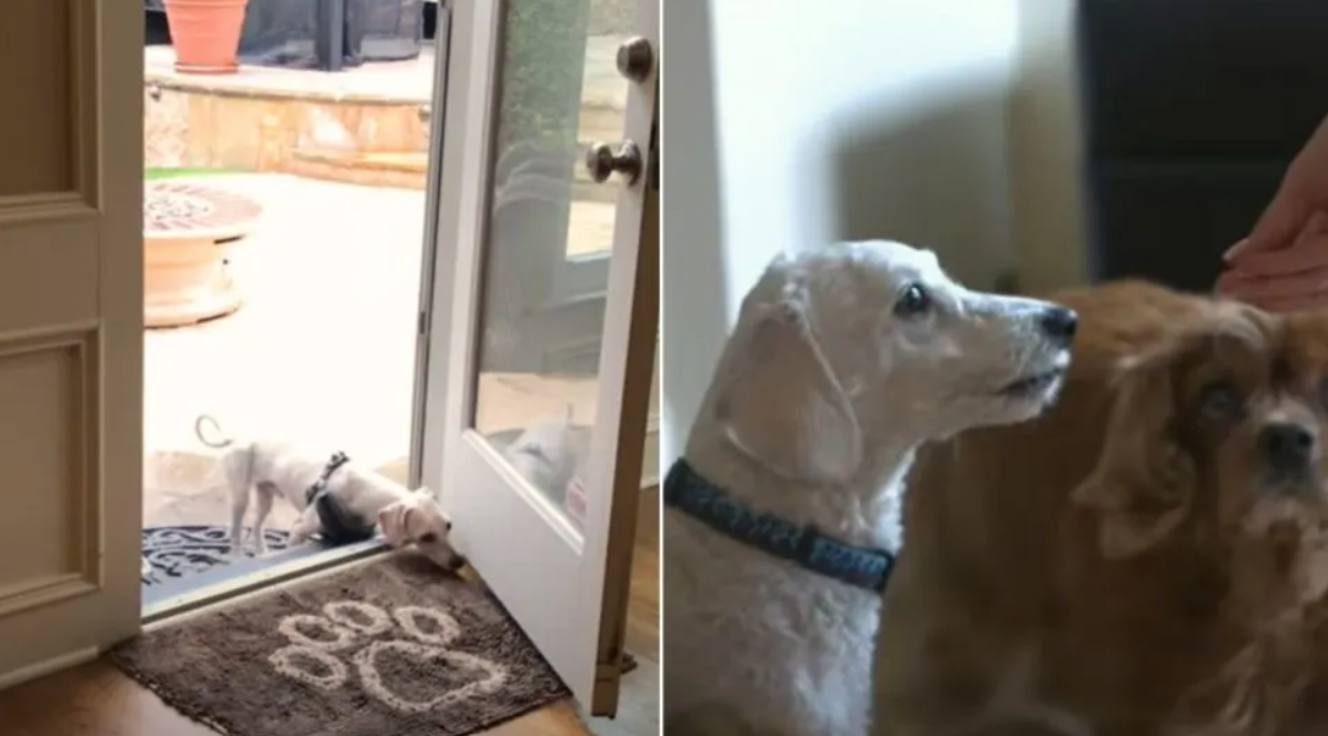 This Neglected Puppy Mill Dog Rejoiced When He Finally Finds His New Family