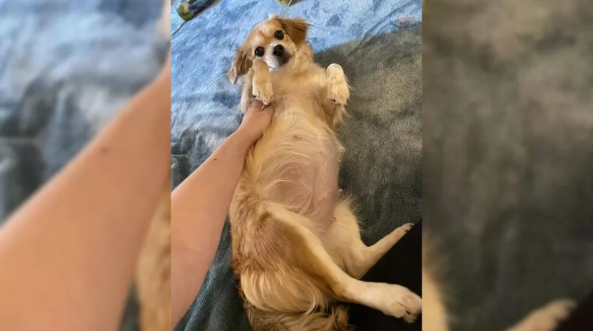 Vet Reassures Foster Mom That Her Dog Is Not Pregnant, Then Comes A Surprise