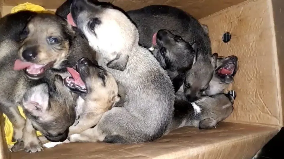 8-Puppies-Found-Abandoned-In-A-Trash-Can-Offered-A-Second-Chance