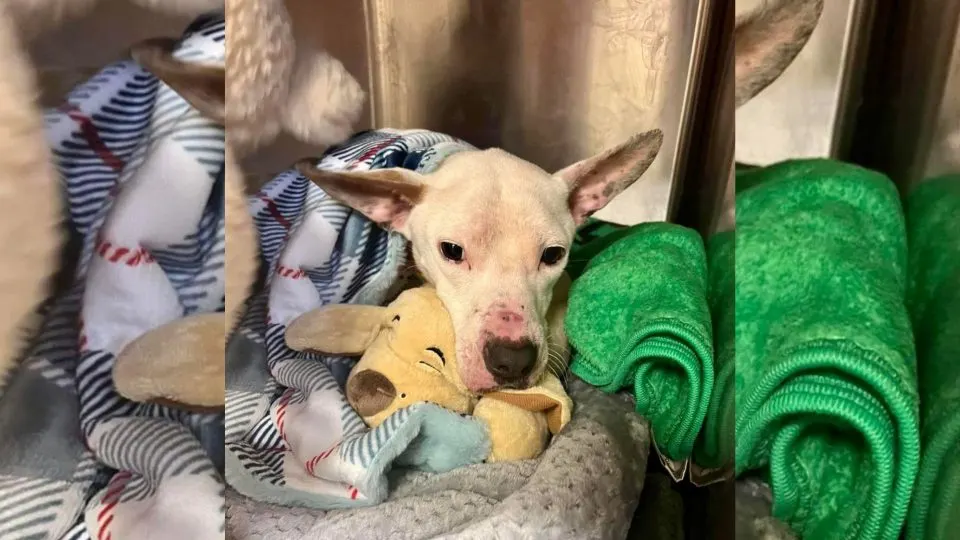 A-Blind-Dog-Was-Living-In-A-Cage-For-A-Long-Time-Until-Somebody-Finally-Stepped-In-To-Save-Him