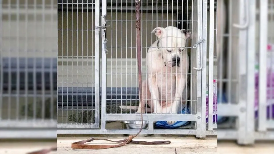 A-Dog-Abandoned-By-His-Family-Shuts-Himself-Out-From-Everything