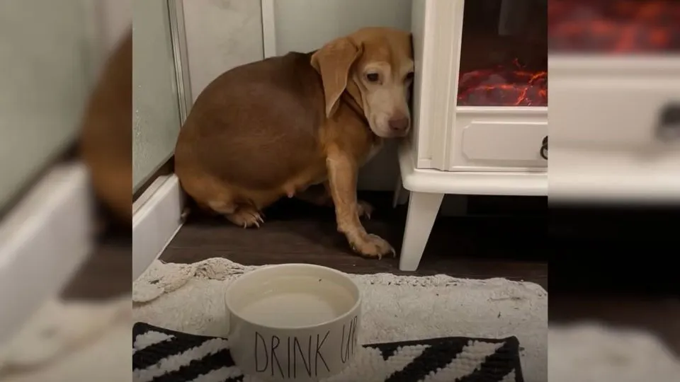 A-Kind-Couple-Comes-Across-A-Fearful-Senior-Beagle-In-The-Middle-Of-Nowhere-And-Takes-Her-Home