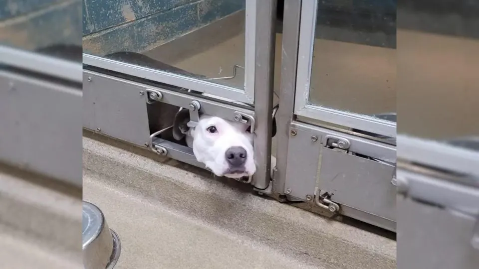 A-Sad-Shelter-Dog-Watches-His-Friends-Get-Adopted-And-Leave