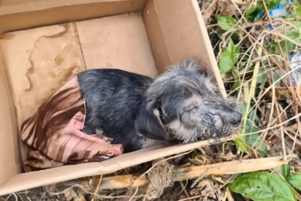 Adorable-Puppy-From-A-Box-Gets-A-Second-Chance-For-Life