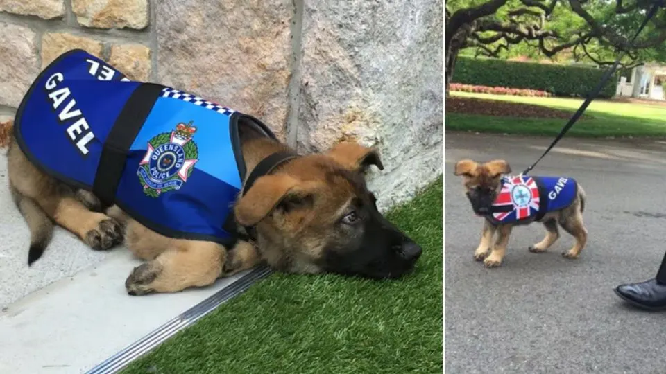 Aspiring-Police-Dog-Fired-For-Being-Too-Friendly-Gets-An-Even-Better-Job