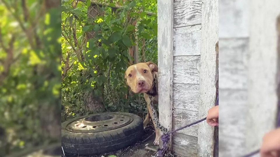 Dog-Who-Was-Chained-Up-To-A-House-Cant-Contain-His-Excitement-When-He-Sees-His-Rescuer