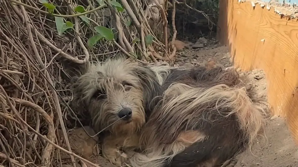 Owners-Abandoned-This-Sweet-Dog-But-She-Didnt-Want-To-Leave-Their-Doorstep