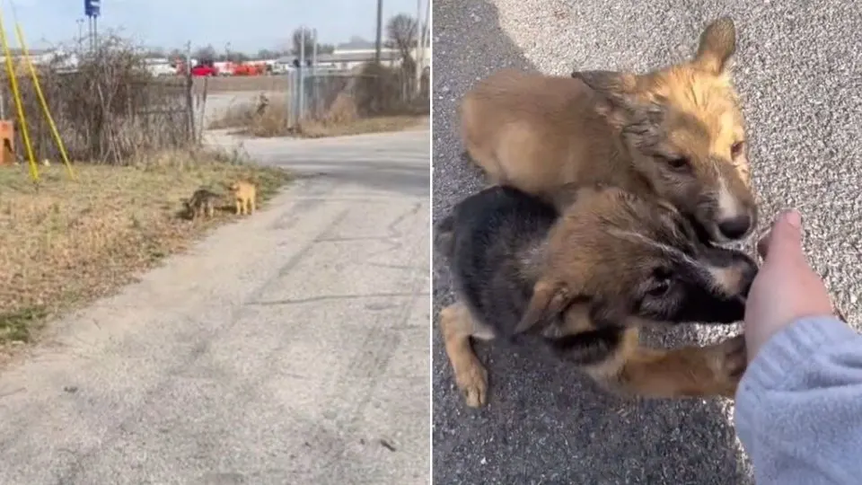 Rescuer-Stopped-Her-Car-As-Soon-As-She-Saw-Two-Puppies-Run-Out-Of-A-Box