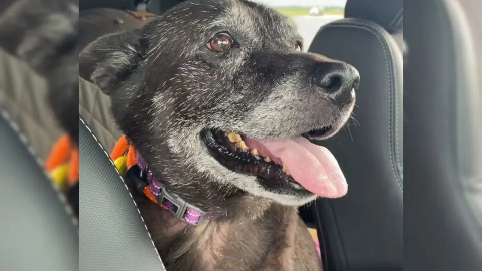 Rescuers-Find-Senior-Dog-In-Public-Bathroom-With-A-Heartbreaking-Note-From-Her-Owner