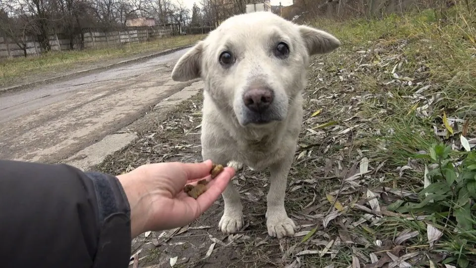 Rescuers-Save-A-Frightened-And-Heartbroken-Stray-Pup-Who-Was-Living-Near-The-Railroad