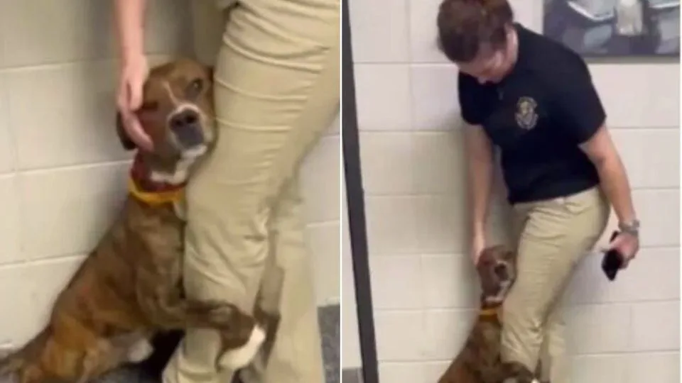 Scared-Shelter-Dog-Who-Clung-To-Workers-Leg-Gets-Adopted-Right-Before-Thanksgiving