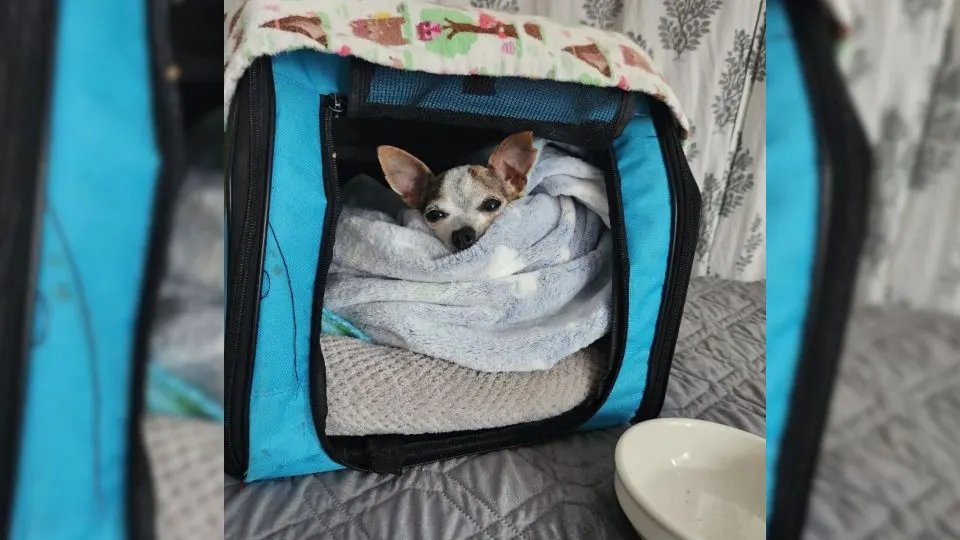 Senior-Chihuahua-Left-At-A-Shelter-Because-Of-A-Jealous-Dog-Finds-A-Loving-Home