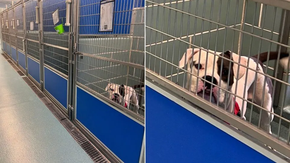 Sweet-Pup-Was-The-Only-Pet-At-Shelter-Who-Didnt-Find-His-Forever-Home