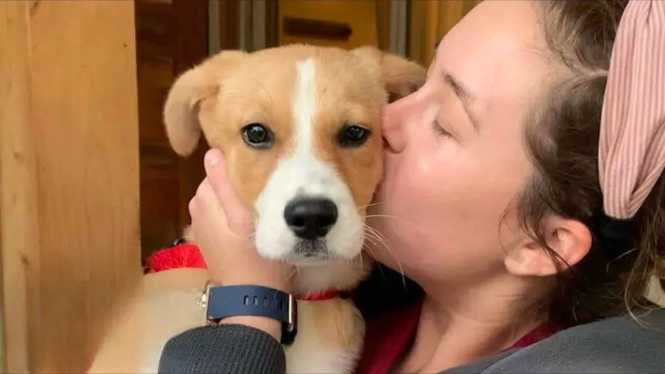 Terrified-Puppy-Who-Kept-Crying-At-A-Shelter-Finds-Her-Happily-Ever-After-