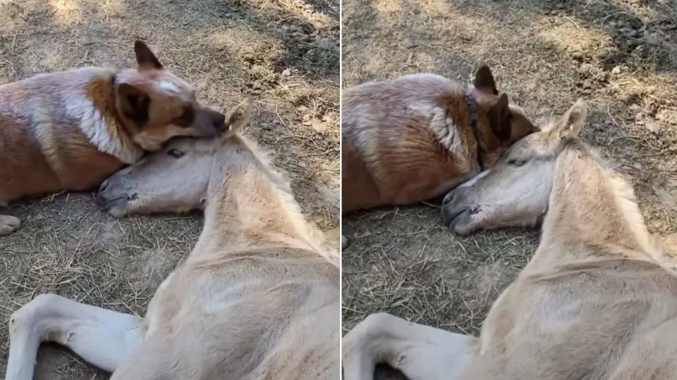 The-Caring-Dog-Did-Not-Stop-Comforting-The-Foal-Until-He-Got-Over-The-Loss-Of-His-Mother