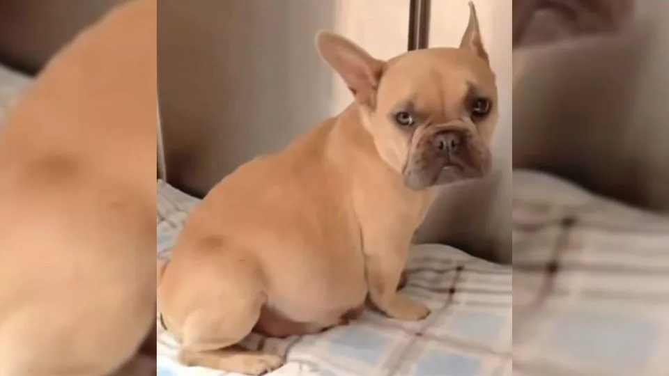 This-Pregnant-Dog-Was-Almost-Euthanized-But-Then-Her-Amazing-Rescuers-Came