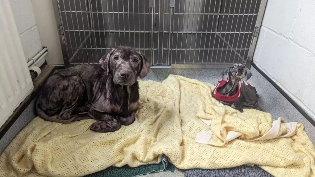 Two Sweet Dogs Rescued Together In A Horrible Condition Make A Miraculous Recovery