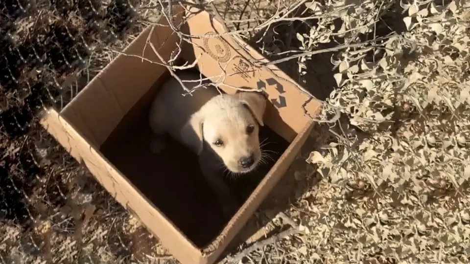 Volunteers-Find-A-Crying-Puppy-Who-Was-Separated-From-His-Mom-And-Dumped-On-The-Railroad-Tracks
