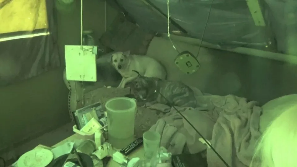 With-Owner-Gone-His-Two-Heartbroken-Dogs-Had-No-Idea-How-To-Move-On
