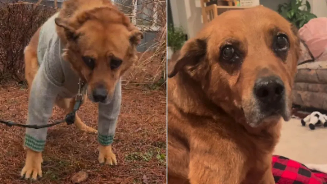 A-Family-Abandoned-Their-13-Year-Old-Dog-And-Considered-Euthanasia-Because-They-Were-Moving